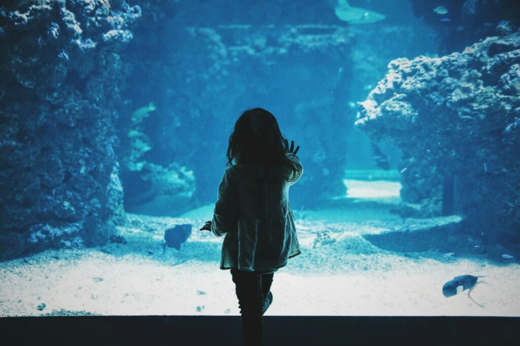 A child looking into an aquarium tank